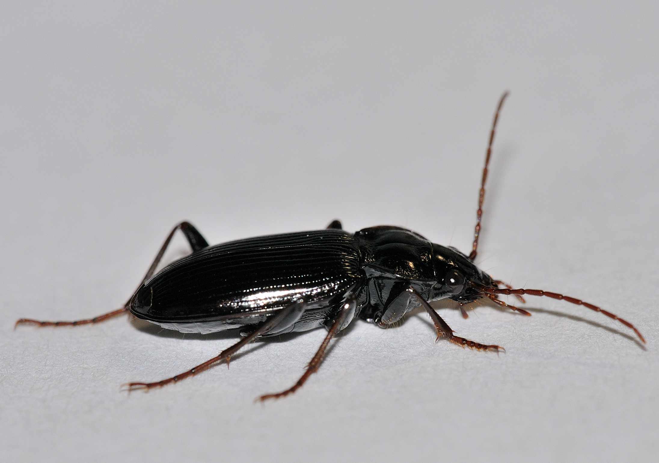 Carabidae - Nebria brevicollis